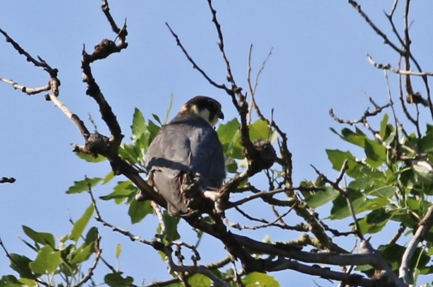 Eurasian Hobby
