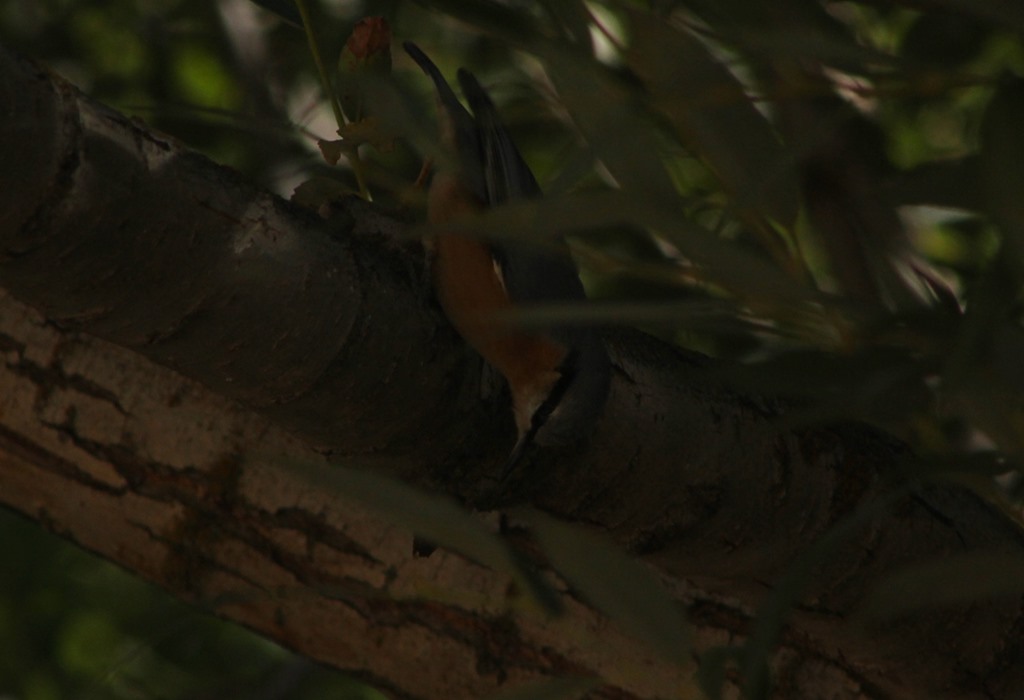 Eurasian Nuthatch