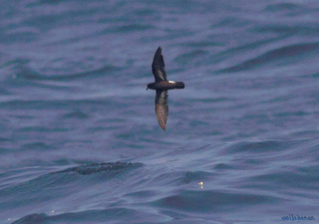 European Storm Petrel