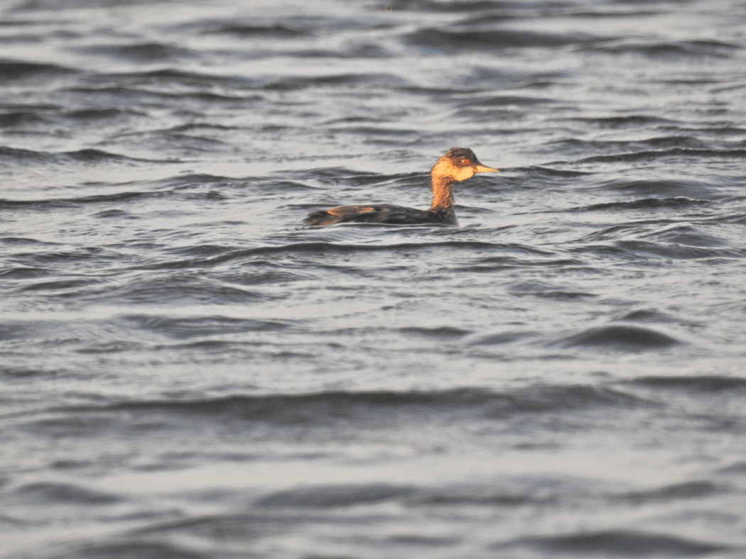 Black-necked Grebe