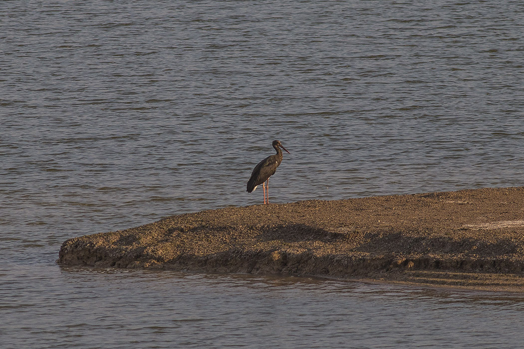 Black Stork