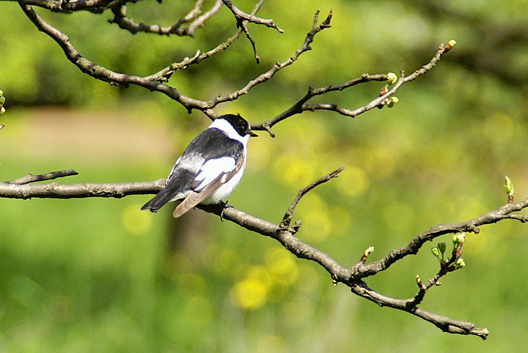 Collared Flycatcher
