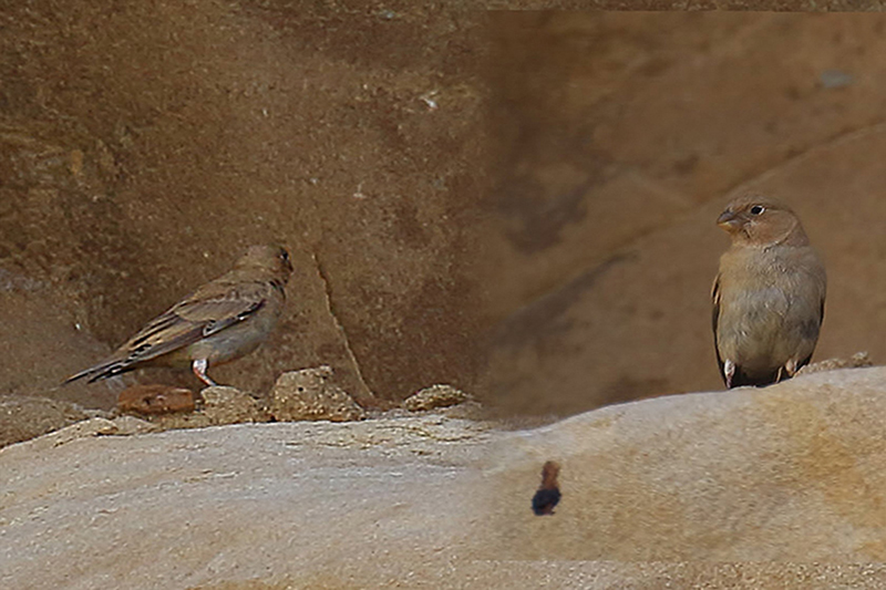 Mongolian Finch