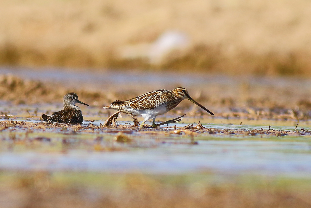 Common Snipe