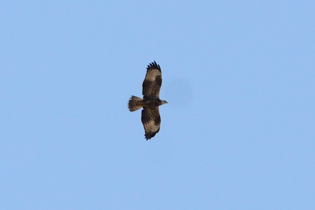 European Honey Buzzard