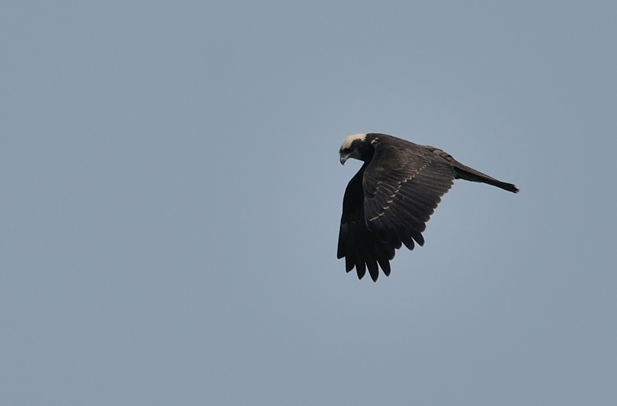 Western Marsh Harrier