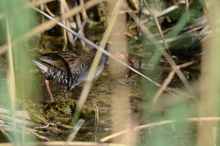 Water Rail