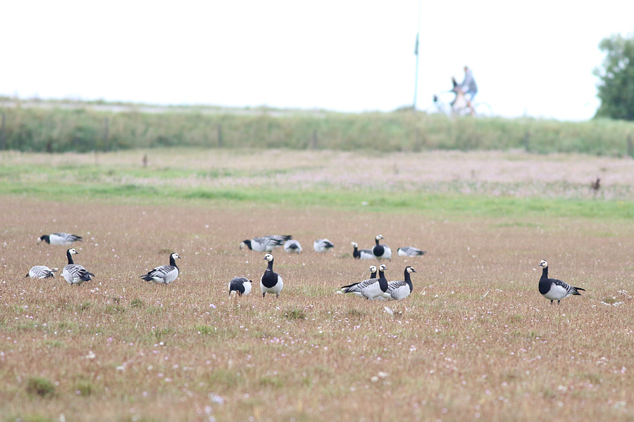 Barnacle Goose