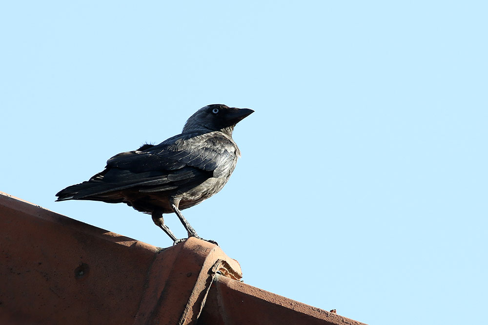 Western Jackdaw