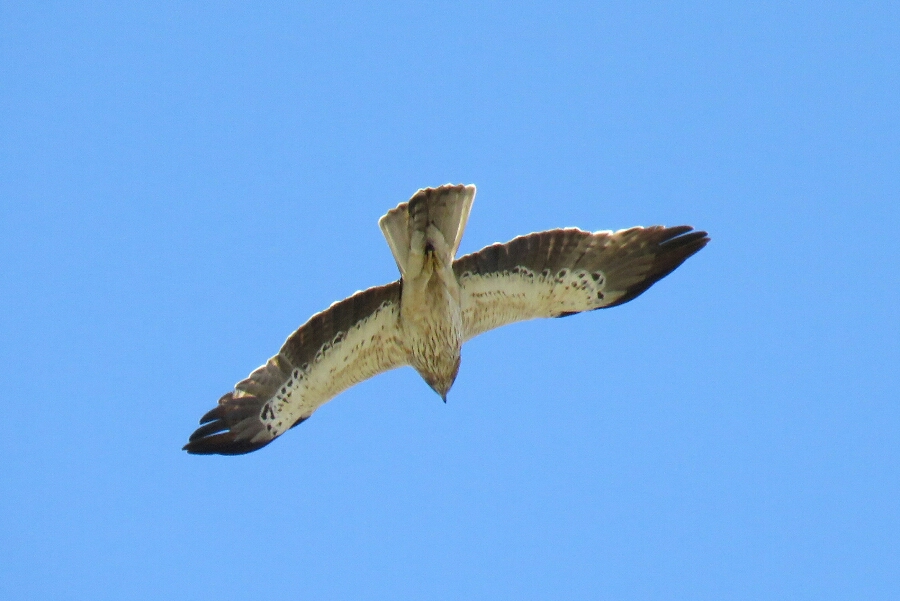 Booted Eagle
