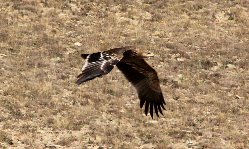 Eastern Imperial Eagle