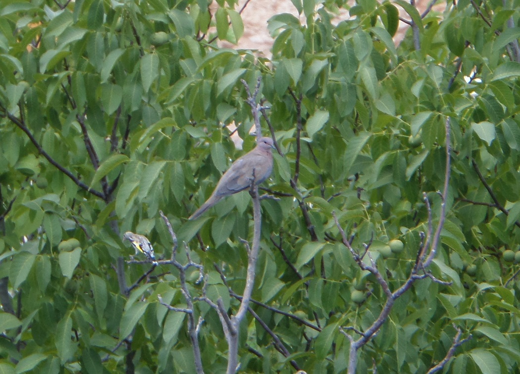 Laughing Dove