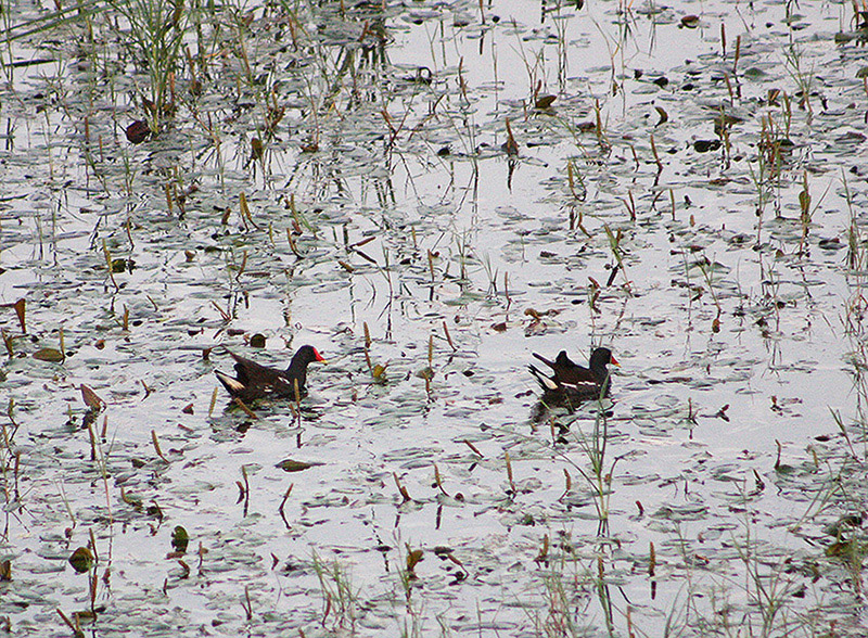 Common Moorhen