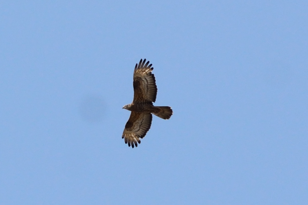 European Honey Buzzard