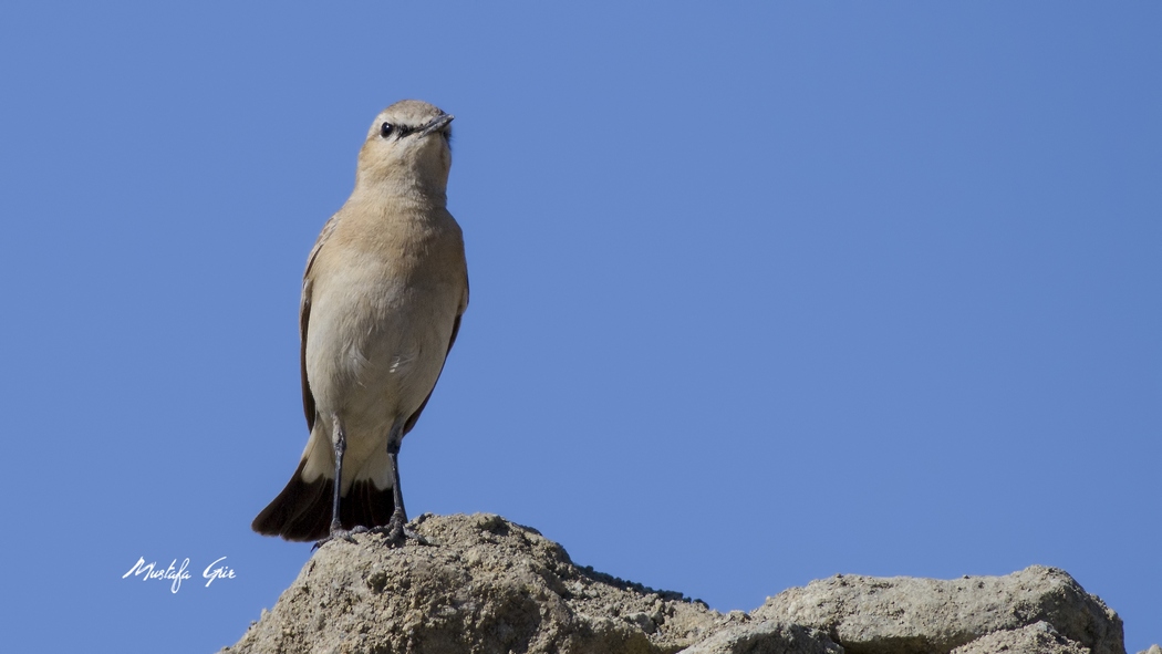Isabelline Wheatear