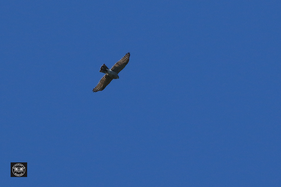 Eurasian Sparrowhawk