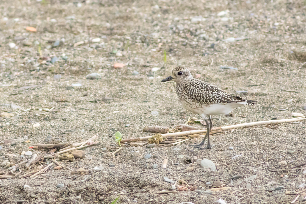 Grey Plover
