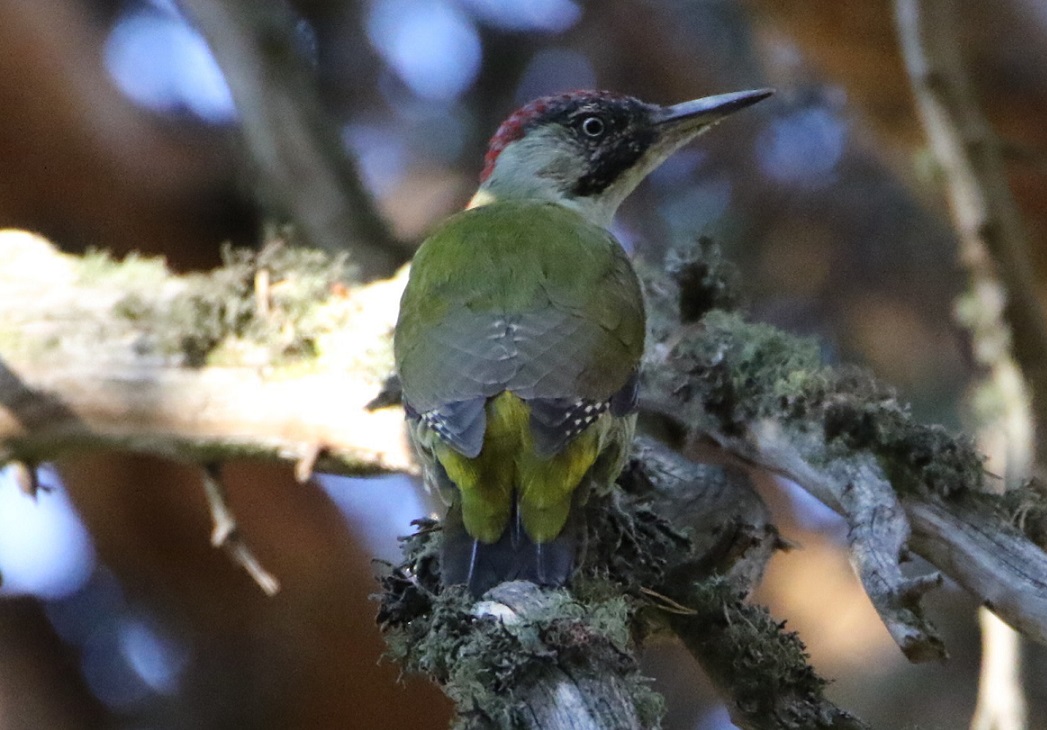 European Green Woodpecker
