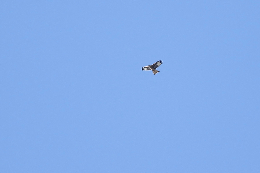 Red Kite