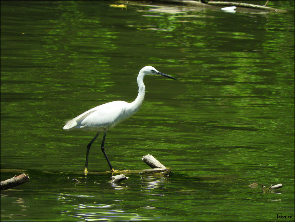 Little Egret