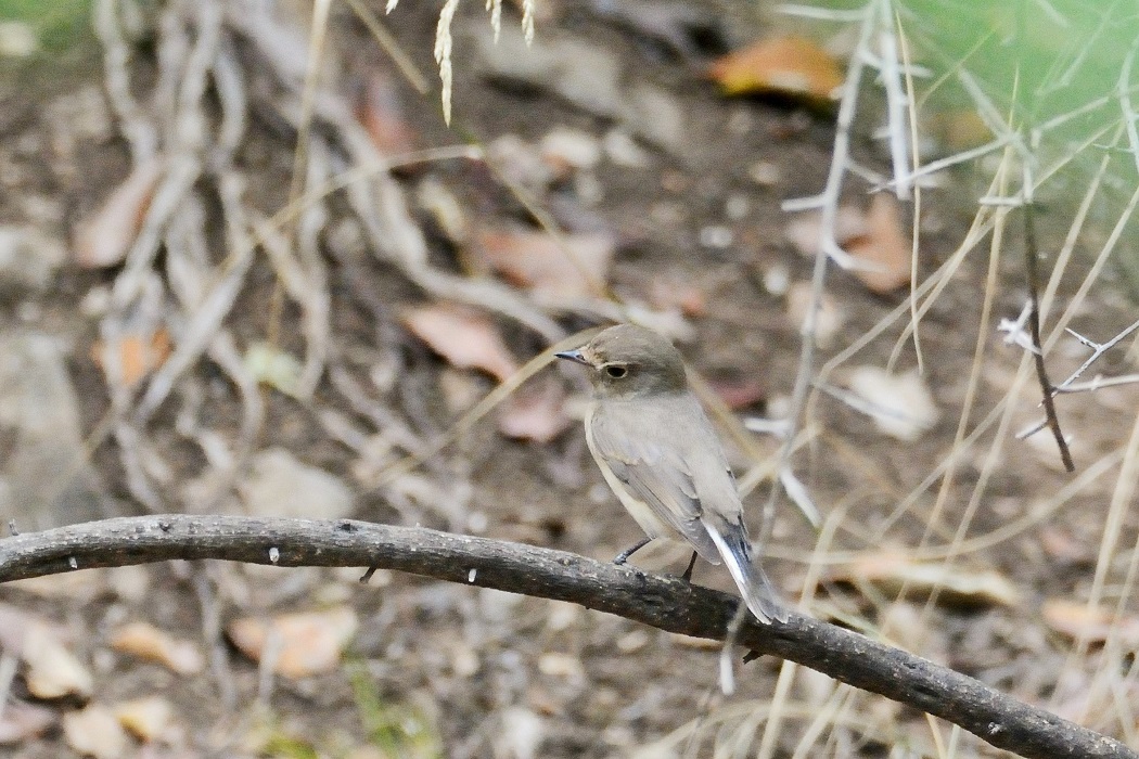 Red-breasted Flycatcher