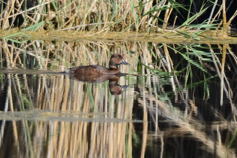 Ferruginous Duck