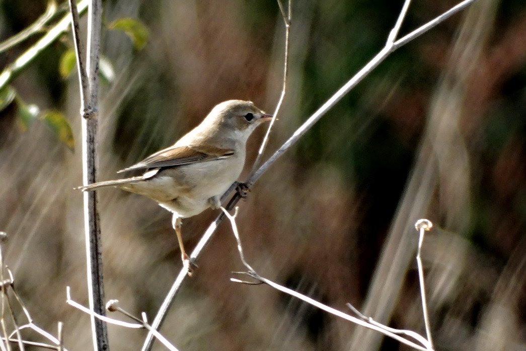 Common Whitethroat