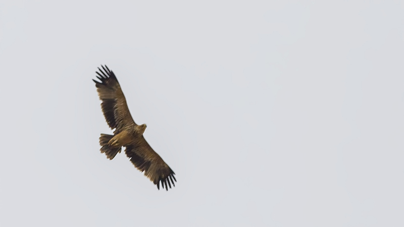 Eastern Imperial Eagle