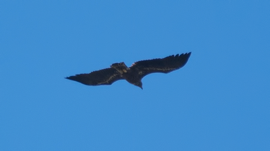 Akkuyruklu Kartal