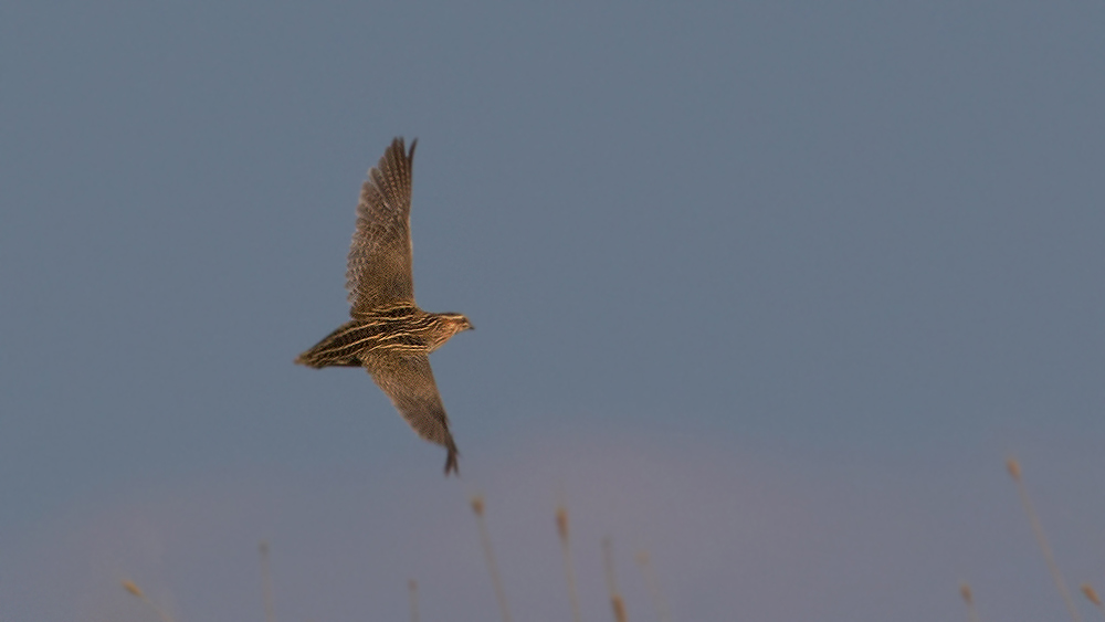 Common Quail