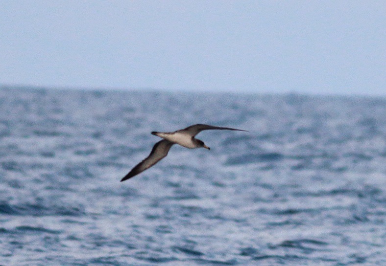 Scopoli`s Shearwater
