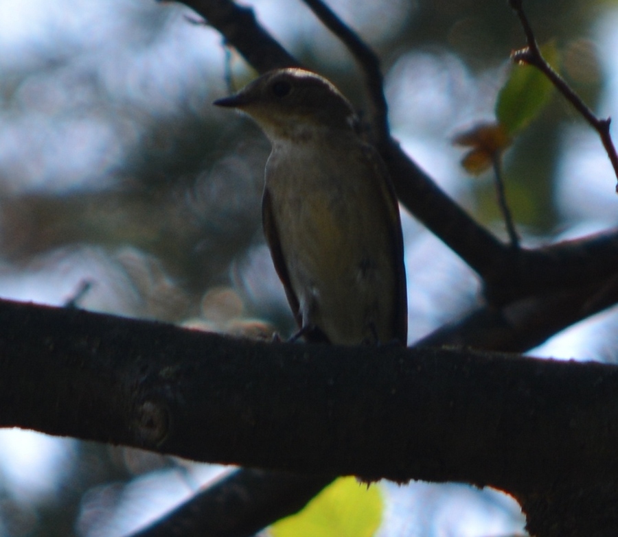 European Pied Flycatcher