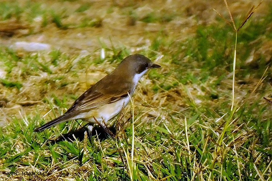 Lesser Whitethroat
