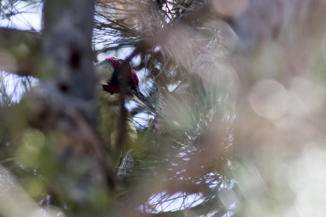 European Green Woodpecker