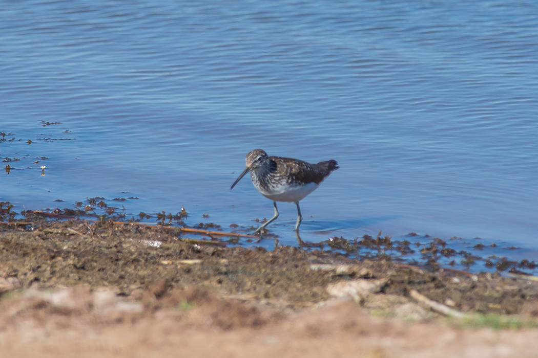 Green Sandpiper