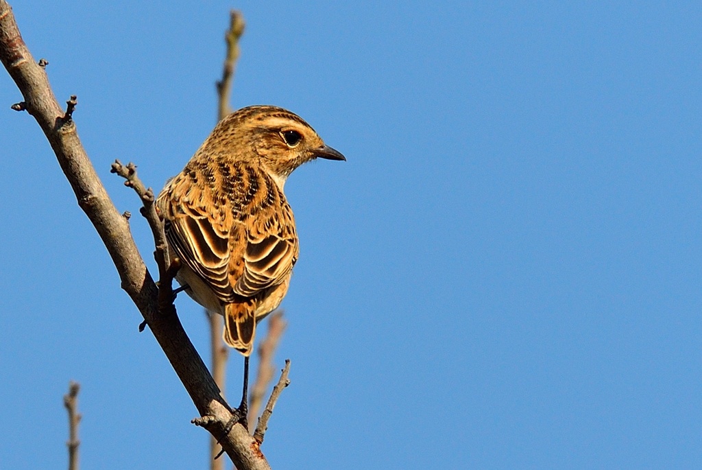 Whinchat