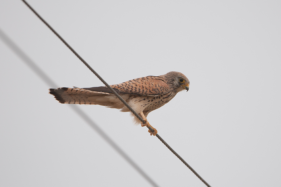 Common Kestrel