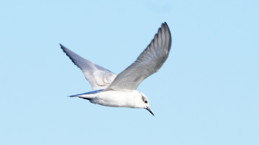 Gull-billed Tern