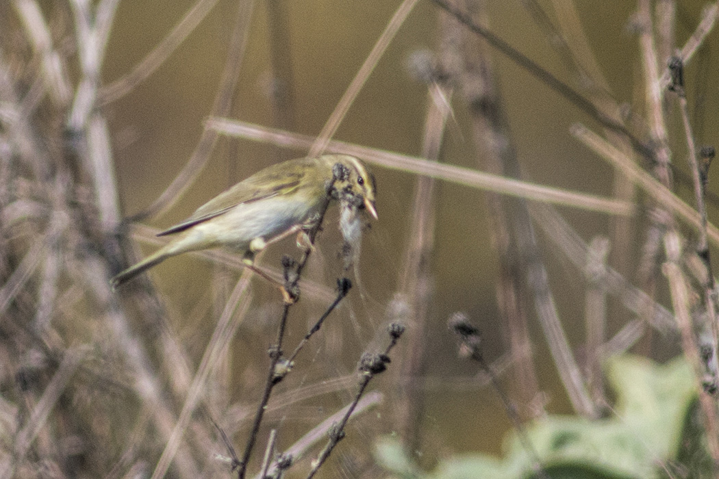 Willow Warbler