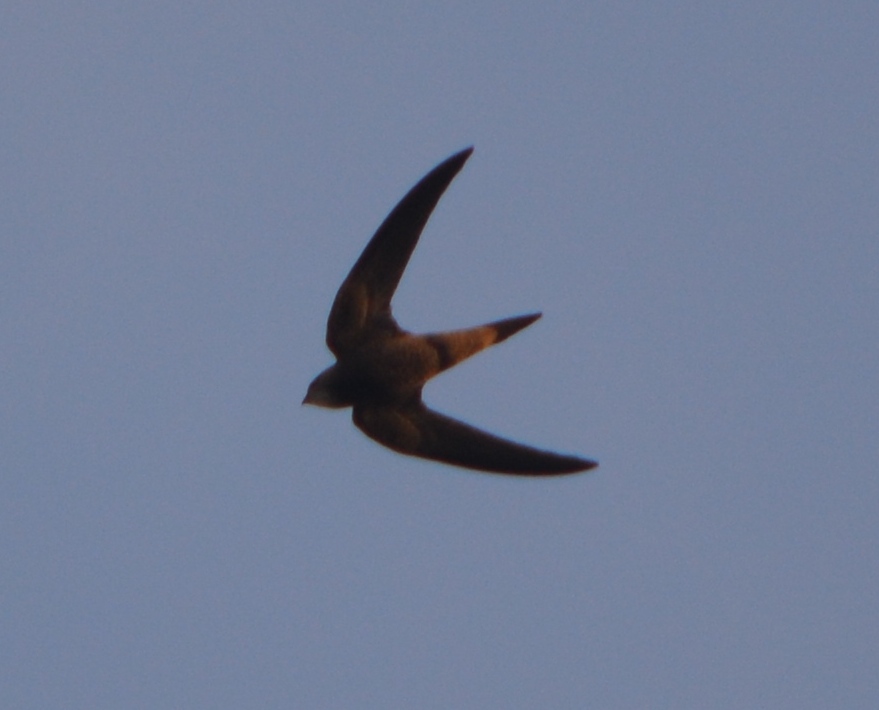 Pallid Swift