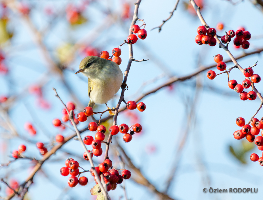Willow Warbler