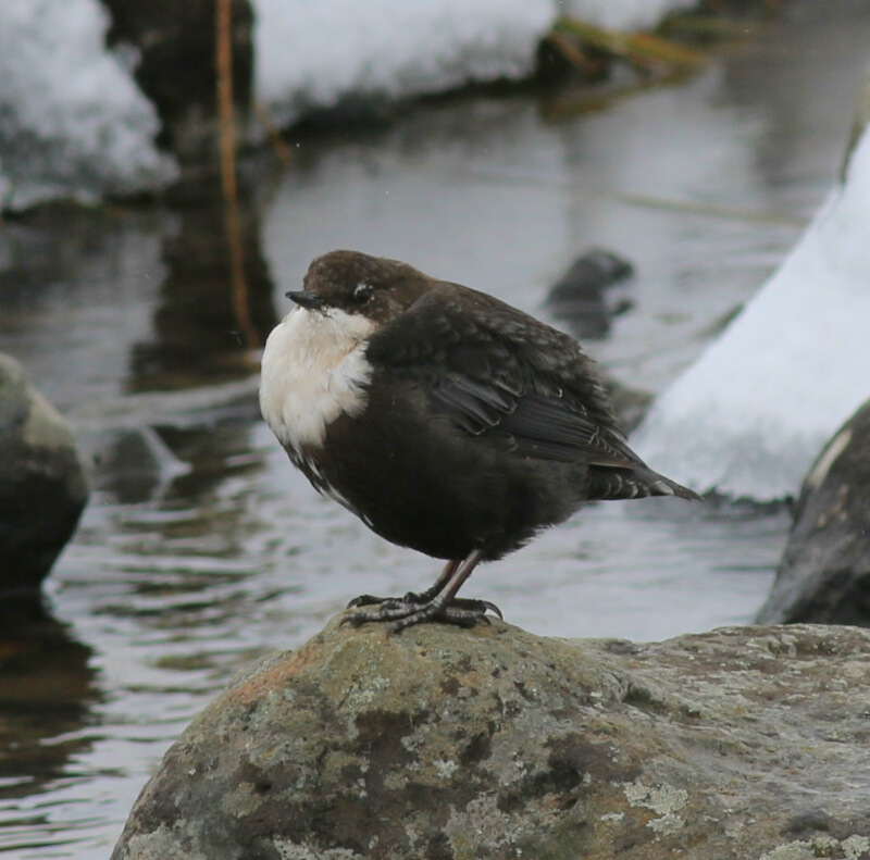White-throated Dipper