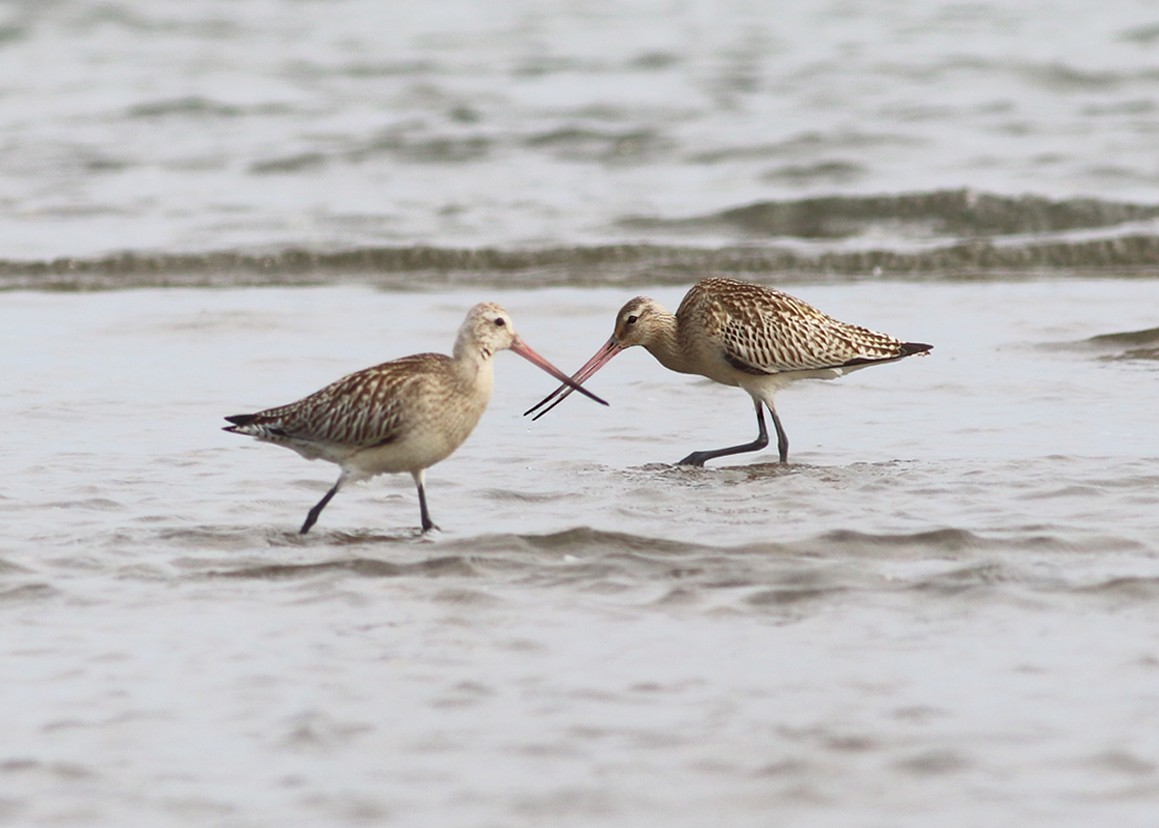 Bar-tailed Godwit