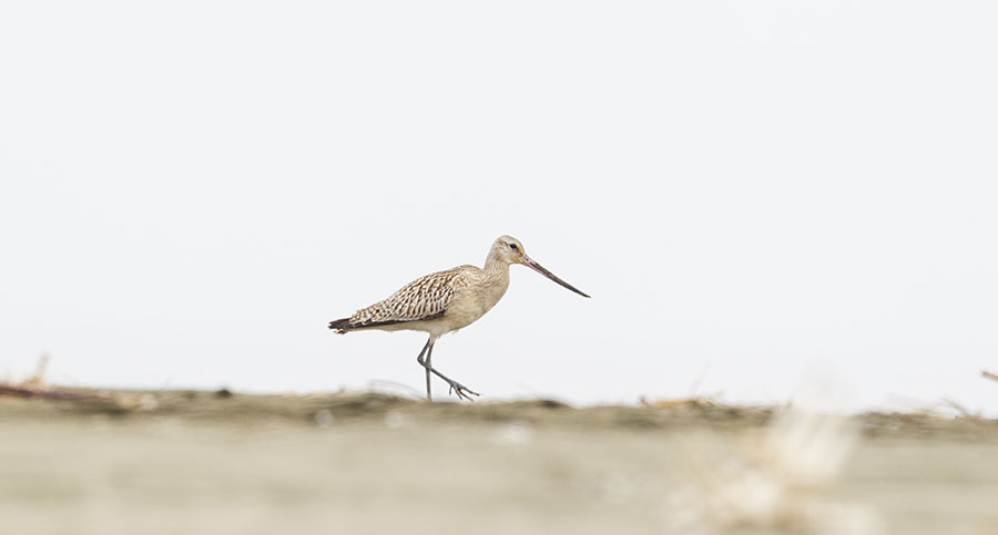 Bar-tailed Godwit