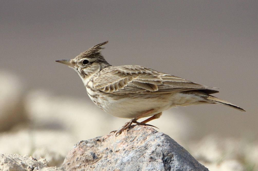 Crested Lark