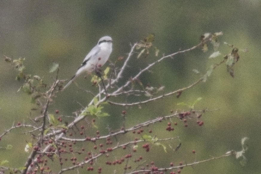 Great Grey Shrike