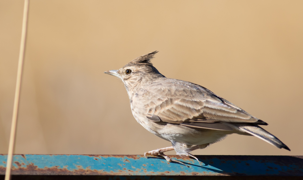 Crested Lark