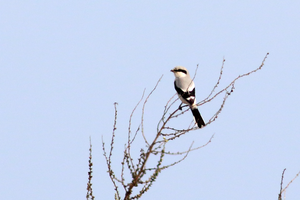 Great Grey Shrike