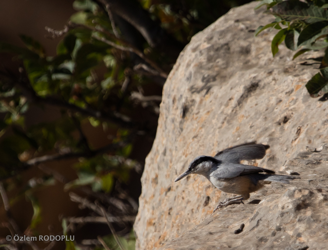 Eastern Rock Nuthatch