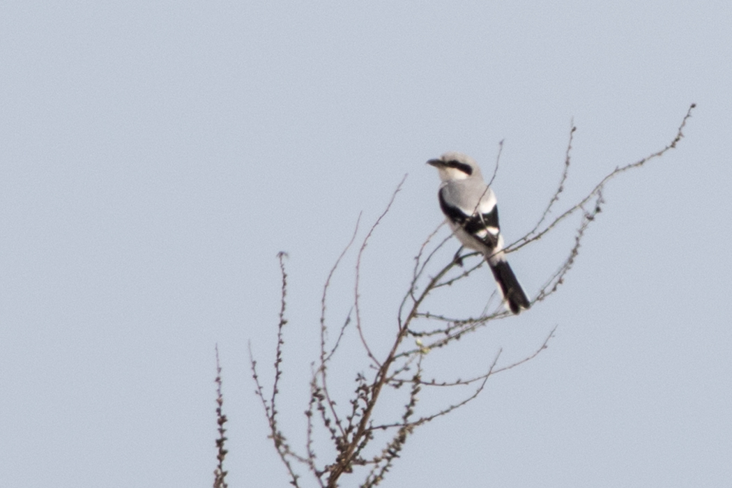 Great Grey Shrike